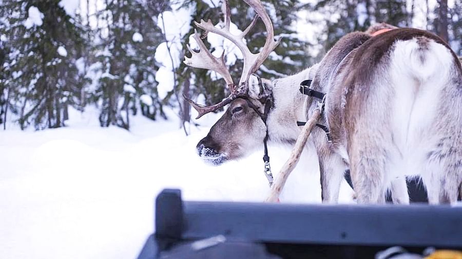 Reindeer Safari in Finnish Lapland