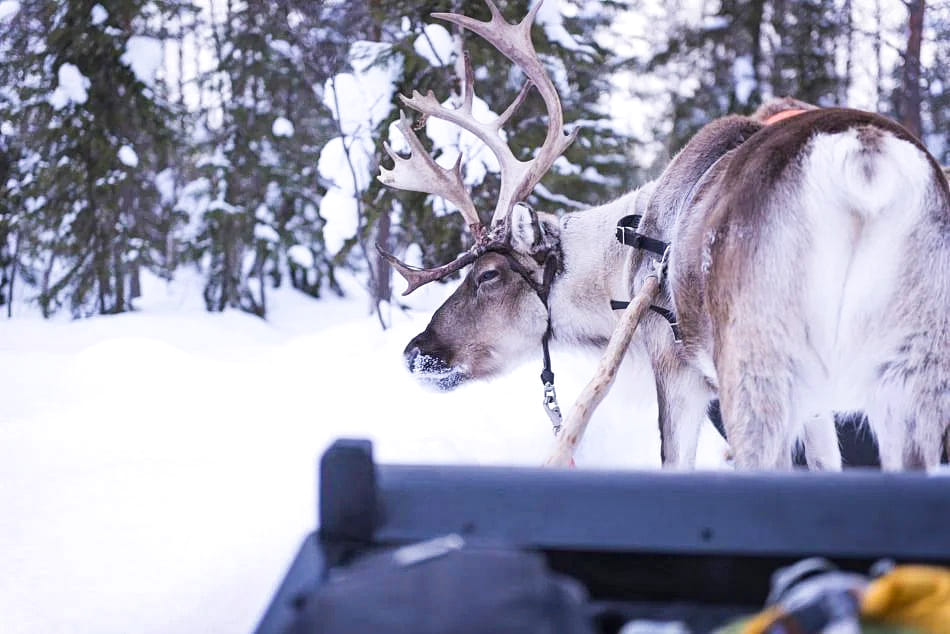 Reindeer Safari in Finnish Lapland