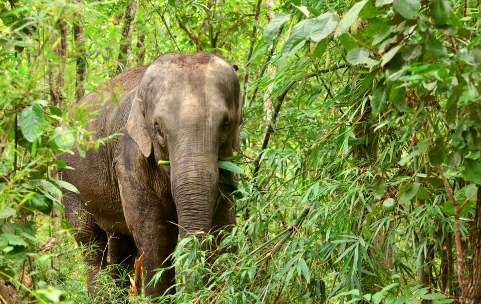 Khao Lak Elephant Sanctuary Full Day Small Group Tour