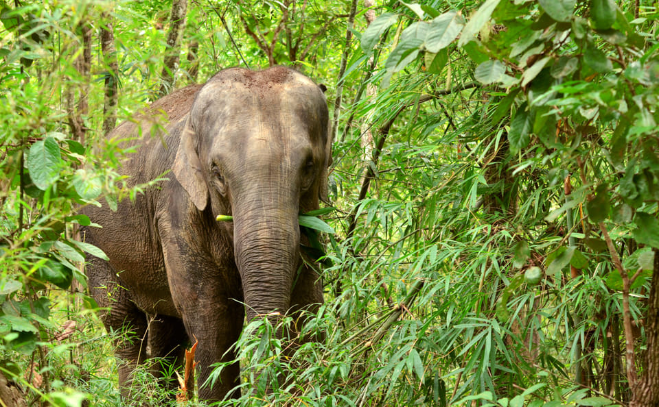 Khao Lak Elephant Sanctuary Full Day Small Group Tour