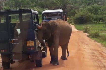 Yala national park half day safari from Colombo.