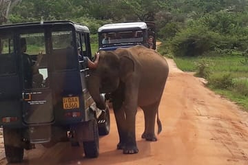 Half-Day Safari Tour in Yala National Park from Colombo