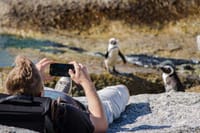Kirstenbosch Garden, Bo-Kaap,Penguins & Cape of Good Hope Tour 9