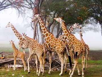5-Day Private Safari to Lake Nakuru and Maasai Mara, Kenya