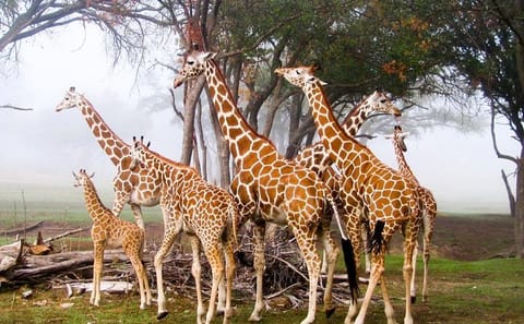 5-Day Private Safari to Lake Nakuru and Maasai Mara, Kenya