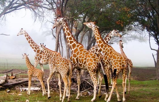 Nakuru and Naivasha Lake Maasai Mara 5-Day Private Safari