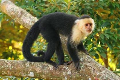 Cruise Ship Family visiting “Mamery” Cultural Center, Wildlife + East End Tour