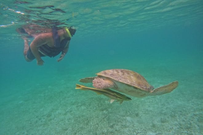 Santuario de tortugas Akumal Snorkel Experiencia marina