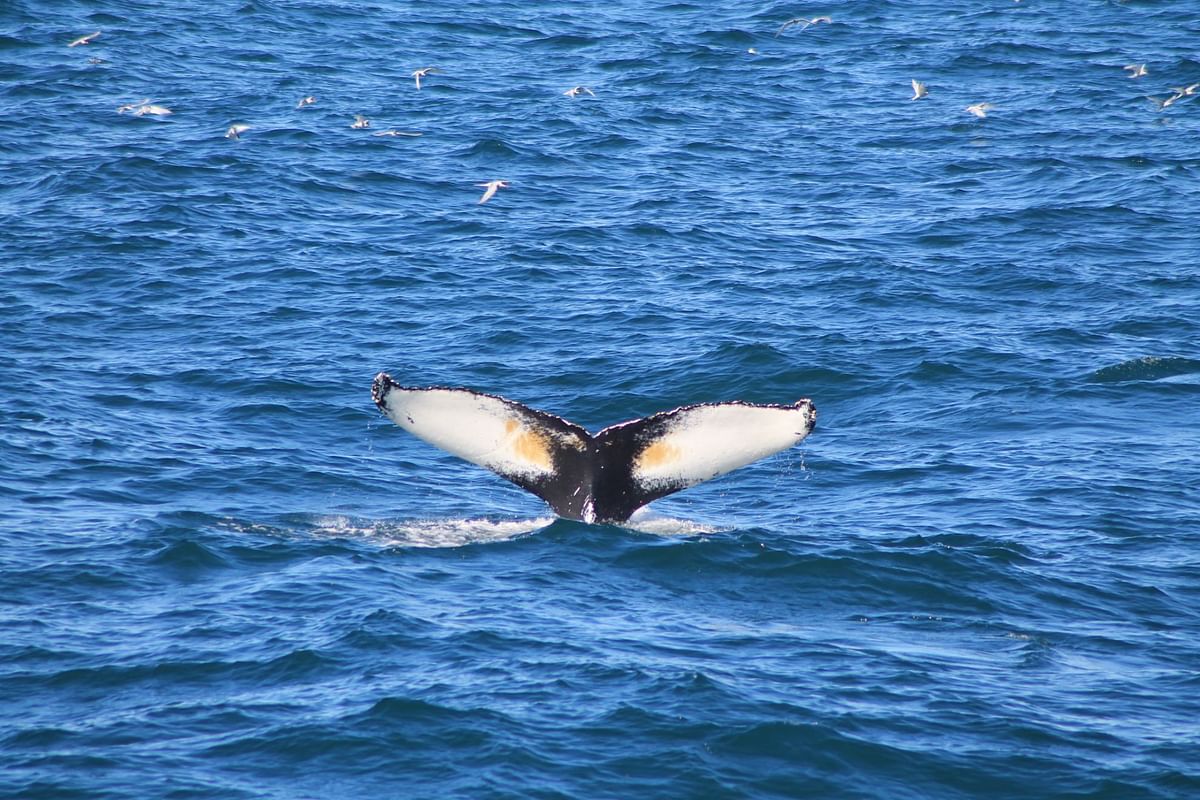 Whale Watching & Lava Show Reykjavik: Nature's Breathtaking Spectacle