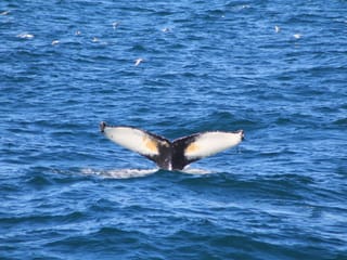 Whale fluke appearing above the ocean surface during a whale watching trip from Reykjavík, Iceland.