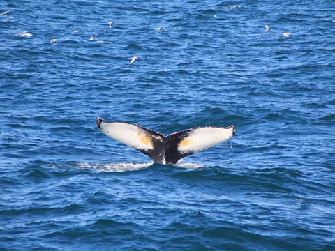 Whale fluke appearing above the ocean surface during a whale watching trip from Reykjavík, Iceland.