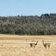 Through Route A it is very common to meet flocks of sheep, guanacos, foxes and condors.
