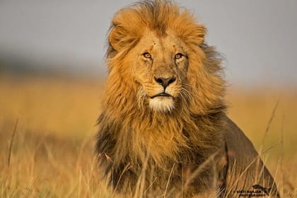 4 Days Masai Mara 4×4 Jeep Lodge Safari