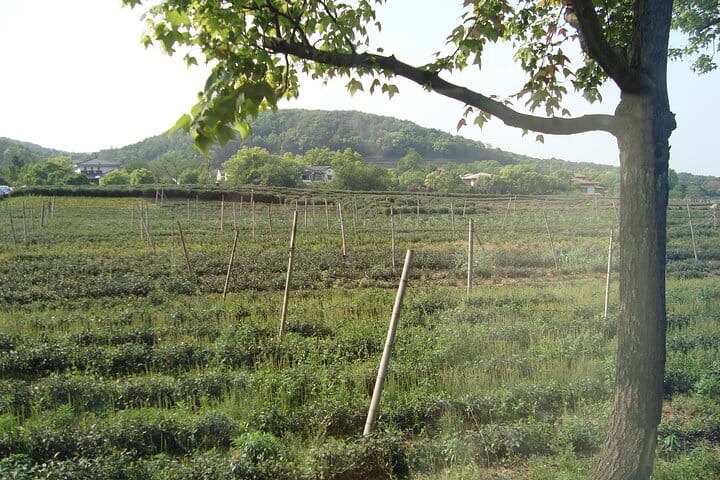 Beijing Forbidden City and Badaling Great Wall private day tour.