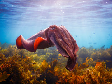 Private Snorkeling Tour of Sydney's Bronte-Coogee Reserve