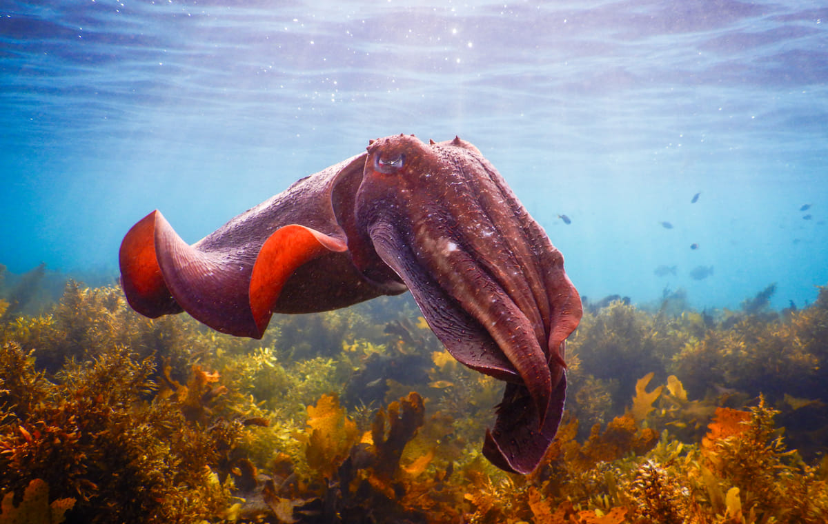 Private Snorkeling Tour of Sydney's Bronte-Coogee Reserve