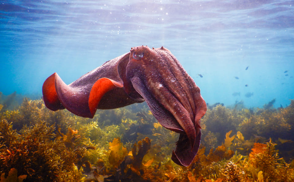 Private Snorkeling Tour of Sydney's Bronte-Coogee Reserve