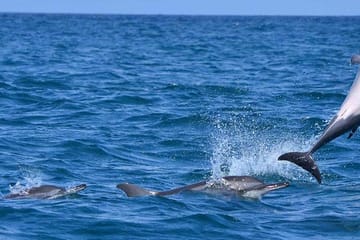 Experience a  Luxury Tour Around Sri Lanka In 10 days