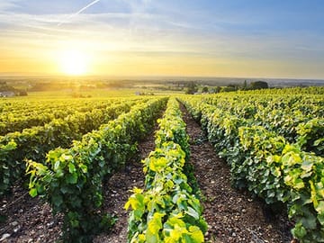 Private Wine Tour of Colchagua Valley from Santiago