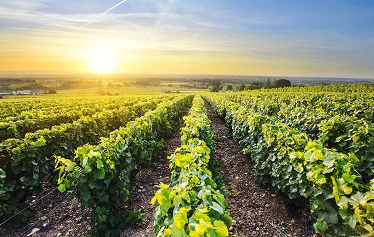 Private Colchagua Valley wine tour all inclusive from Santiago