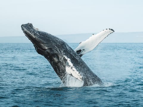 Whales and Horses, photo 2