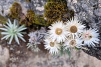 Close-up of white and yellow Everlasting flowers growing on a mossy rock face.