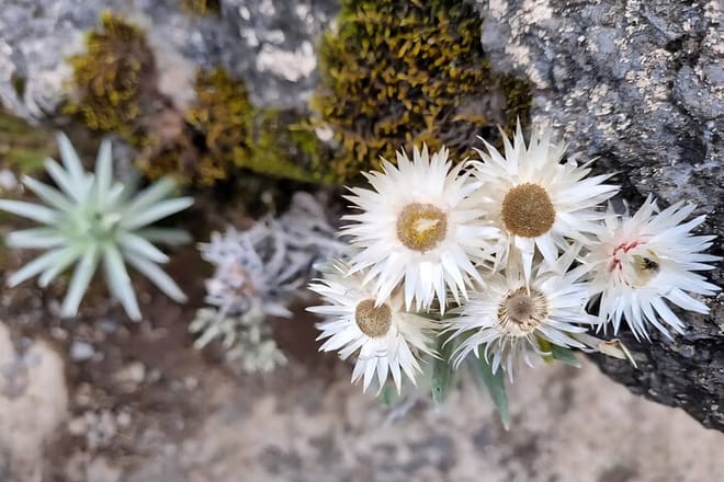 Close-up of white and yellow Everlasting flowers growing on a mossy rock face.