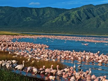 A flock of lesser flamingos