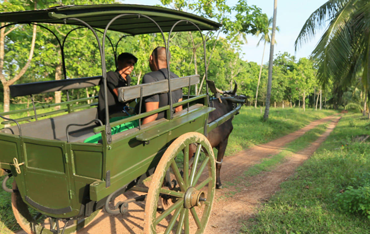 Sri Lankan Traditional Foods & Cultural Tour