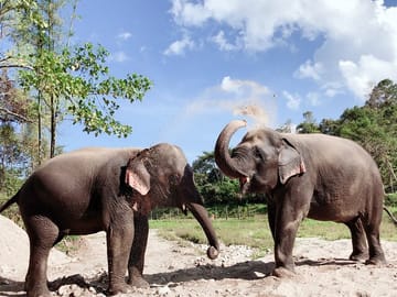 Inthanon Heaven Trail(Living Green Elephant Sanctuary)