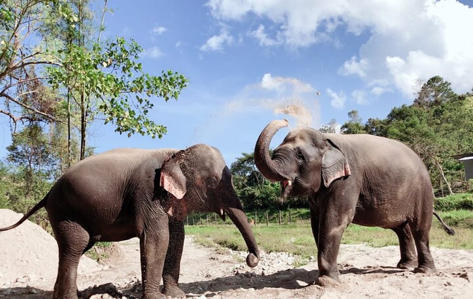 Inthanon Heaven Trail(Living Green Elephant Sanctuary)