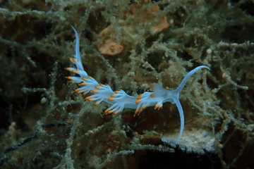 Scuba Diving and Sailing Tour in Lefkada's Ionian Islands