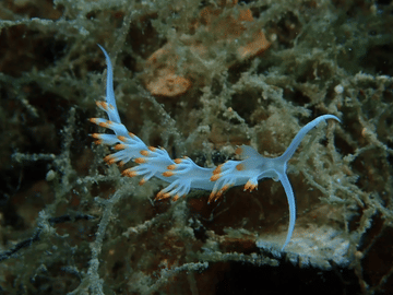 Scuba Diving and Sailing Tour in Lefkada's Ionian Islands