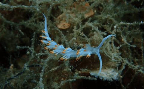 Scuba Diving and Sailing Tour in Lefkada's Ionian Islands