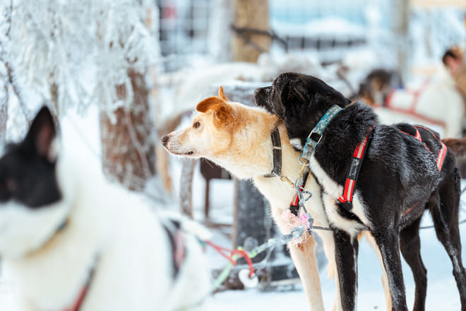 Rovaniemi: Insider 5 km Husky Self Drive Adventure
