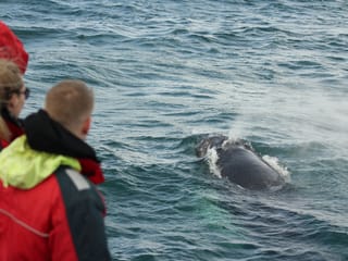 Reykjavík Classic Whale Watching , photo 16