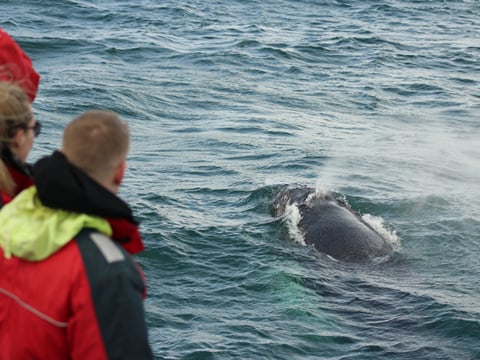 Reykjavík Classic Whale Watching including pickup, photo 9