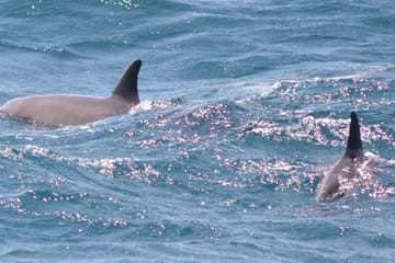VIP Snorkeling and Dolphin Watching Tour in Hurghada