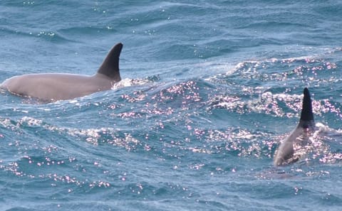 VIP Snorkeling and Dolphin Watching Tour in Hurghada