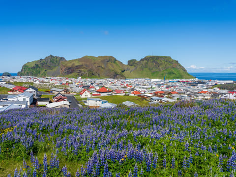 Iceland: Private Westman Islands - Volcano, Wildlife & Scenic Views, photo 4