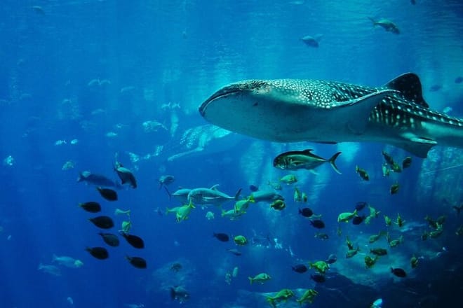 Whale Shark Adventure Day Trip from Zanzibar to Mafia Island photo 6