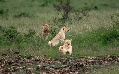 Nairobi Sunrise Safari and City Tour with Wildlife Encounters