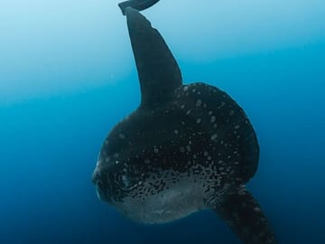 Mola Mola Fuvahmulah Maldives