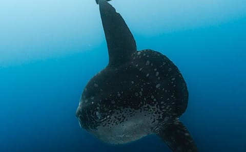 Tiger Shark Diving Experience in Fuvahmulah, Maldives