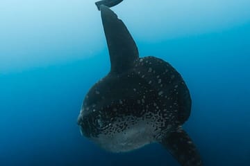 Tiger Shark Diving Experience in Fuvahmulah, Maldives