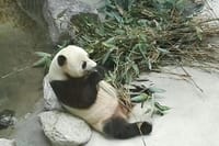 Private Chengdu Panda Base Day Tour by Round-way Flight from Shenzhen 4