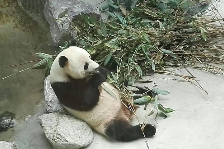 Private Chengdu Panda Base Day Tour by Round-way Flight from Shenzhen 4
