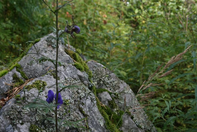 Guided Forest trek photo 5