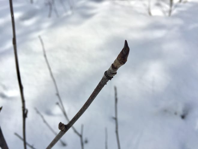 Arctic Nature Awakens (3 Hours) photo 5