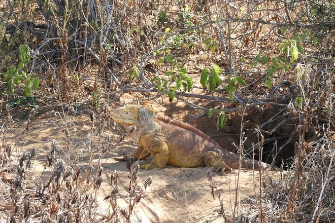 Galapagos Fauna